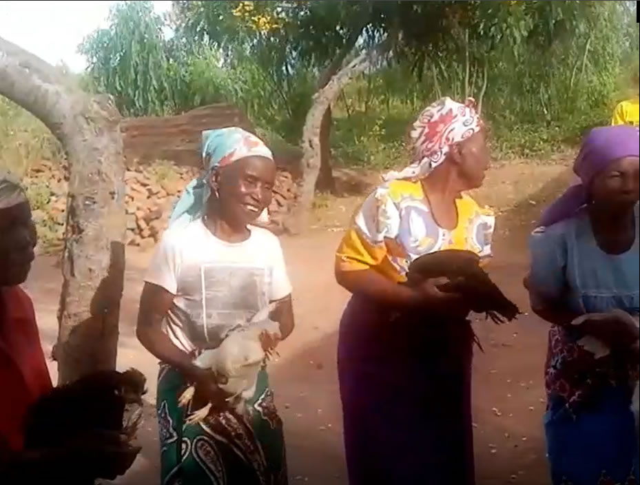 GALLINE MALAWI